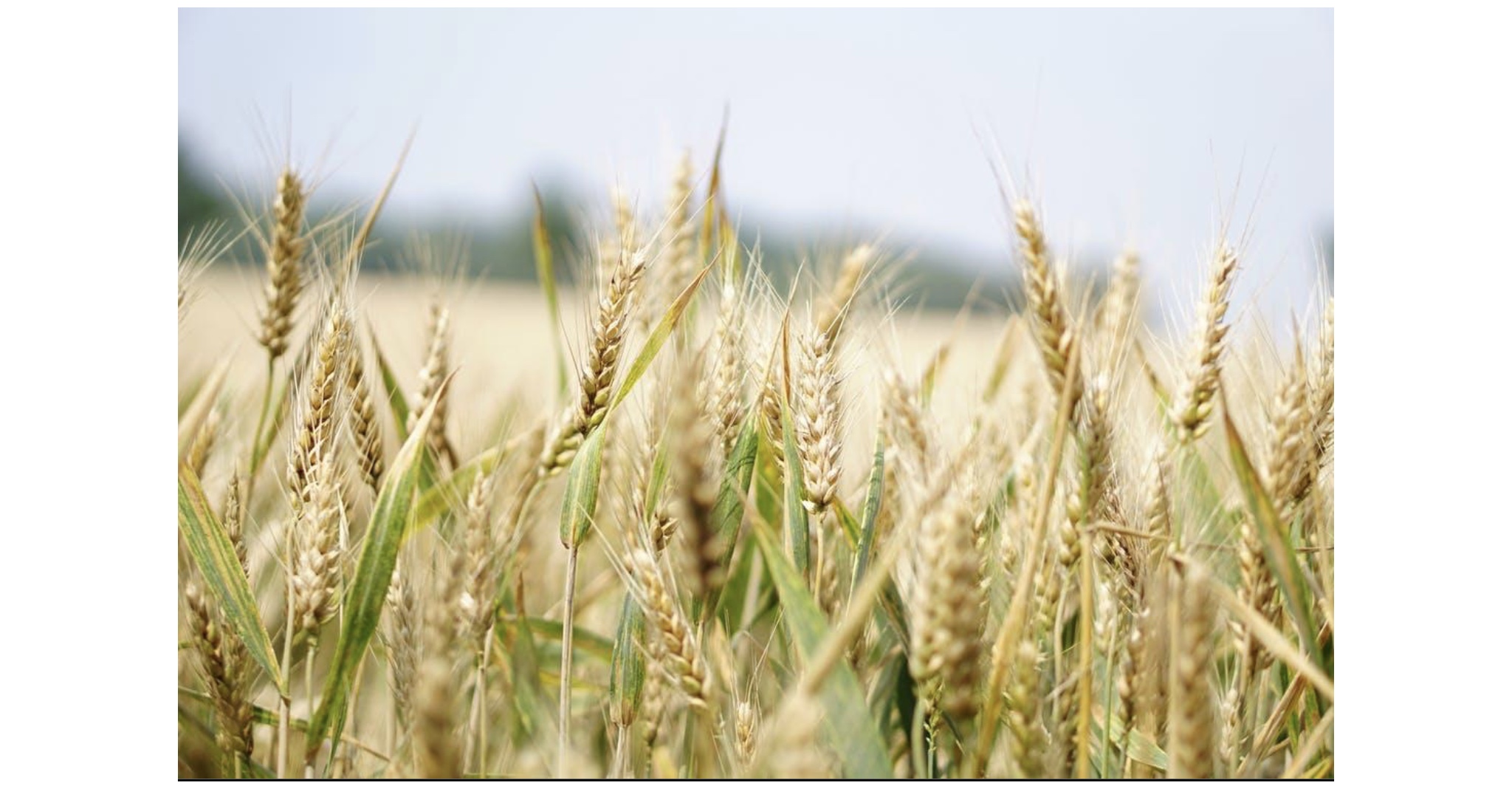 Trading Commodities For A Living?